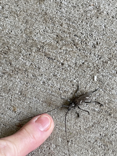 Plagiohammus spinipennis, 2026-06-11