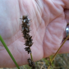 Carex tereticaulis