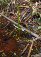 Utricularia uliginosa