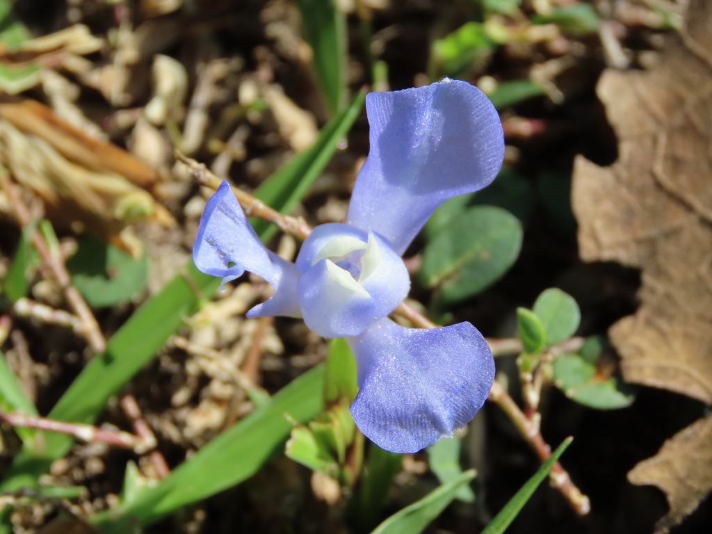 Cipura paludosa; photograph (c) Nicolas Olejnik, some rights reserved (CC BY)