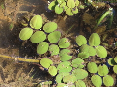 Salvinia auriculata