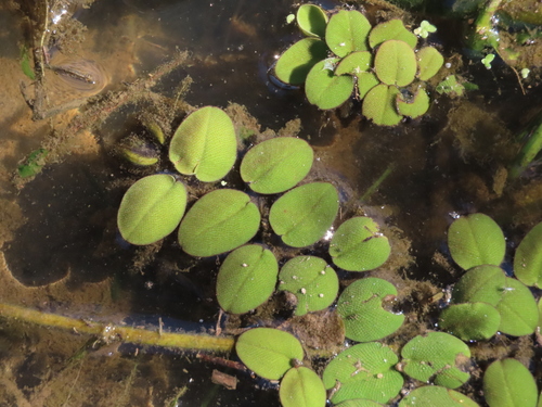 Salvinia auriculata, photograph 1