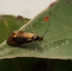 Nemophora topazias