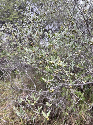 Euclea crispa, photograph 3