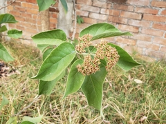 Ehretia latifolia