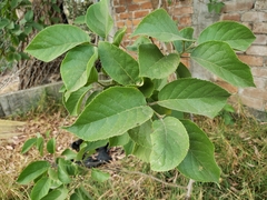 Ehretia latifolia