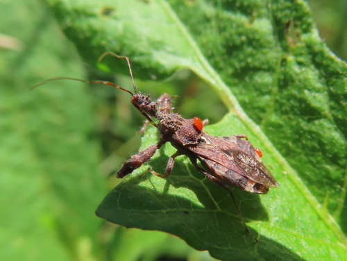 Spiny Assassin Bug photo 6