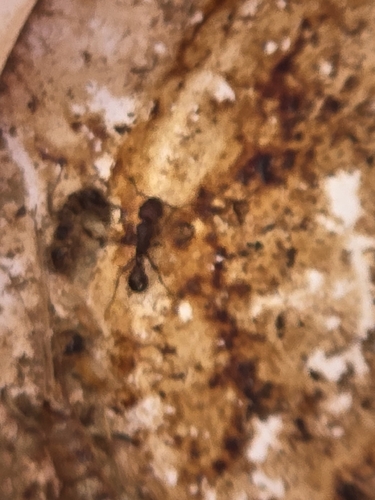 Tetramorium hispidum