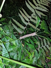Lasiocampoidea