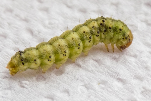 Cotton Bollworm Moth