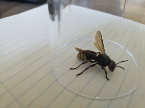 European Hornet