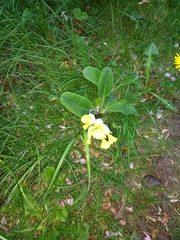 Primula veris