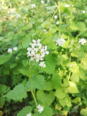 Alliaria petiolata