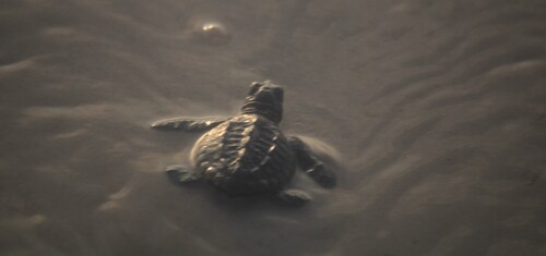 Kemp's Ridley Sea Turtle observed by philipwoodscc