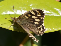 Pararge aegeria