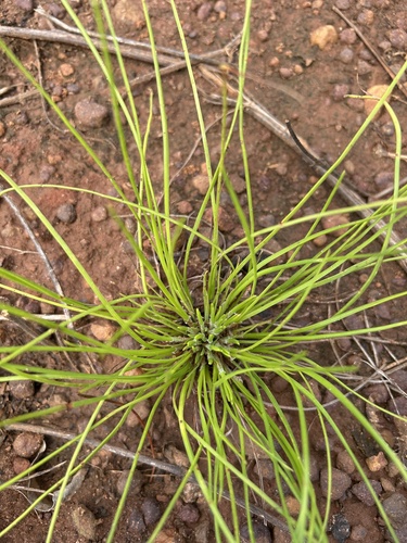 longleaf pine
