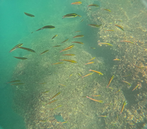 Cortez Rainbow Wrasse (Thalassoma lucasanum)