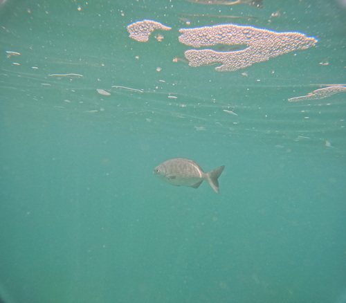 Kyphosus sandwicensis observed 2026-06-20
