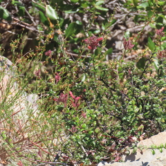 Keckiella corymbosa, photograph (c) Barbara Banfield, some rights reserved (CC BY)