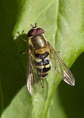 Syrphus