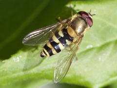 Syrphus