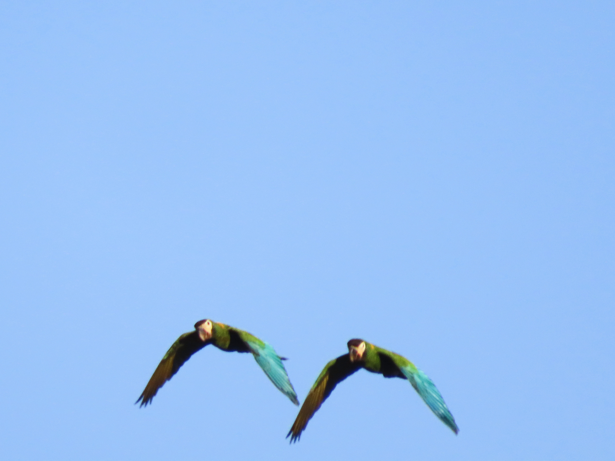 Golden-collared Macaw (Primolius auricollis), photo 6