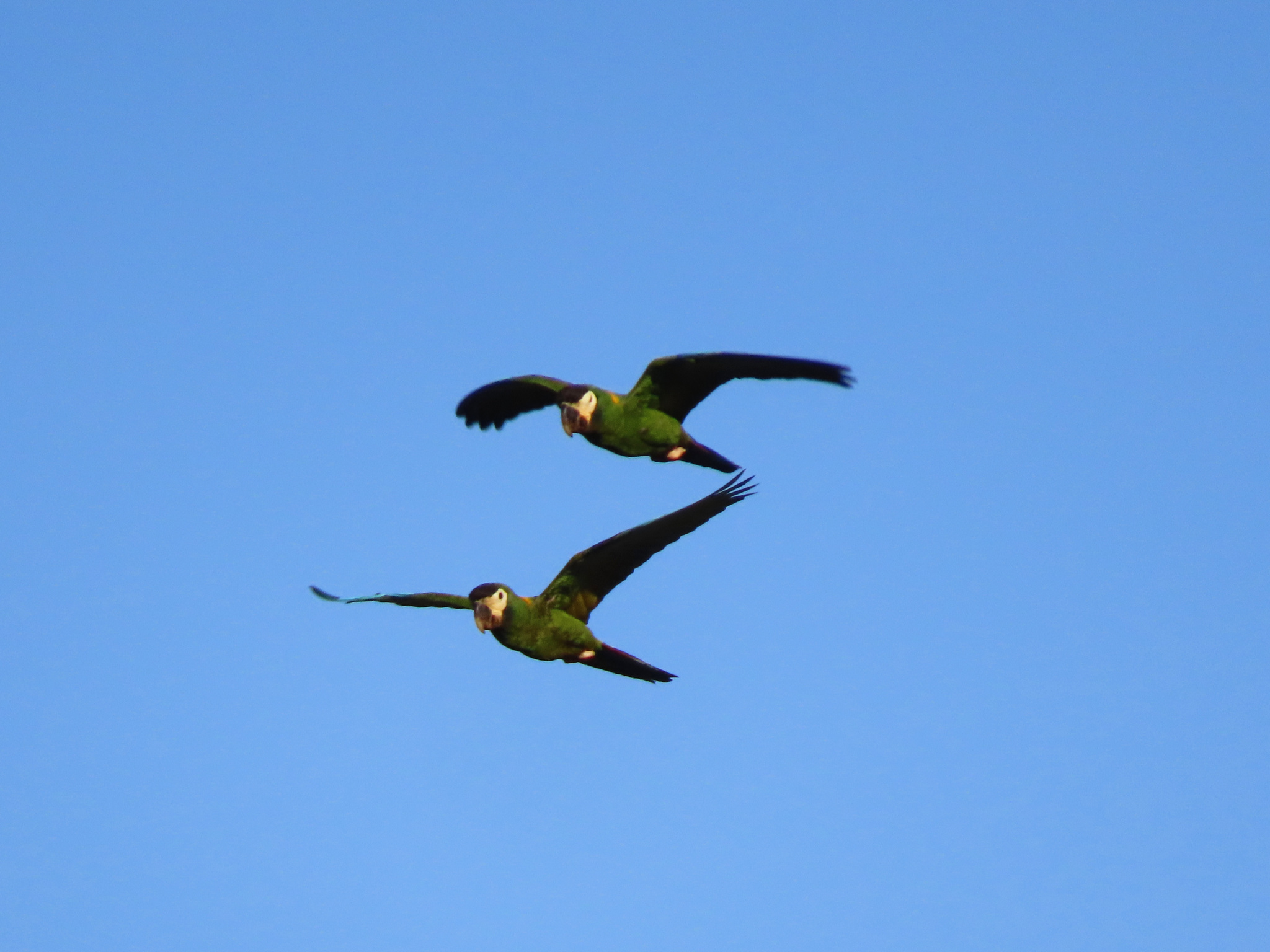 Golden-collared Macaw (Primolius auricollis), photo 7
