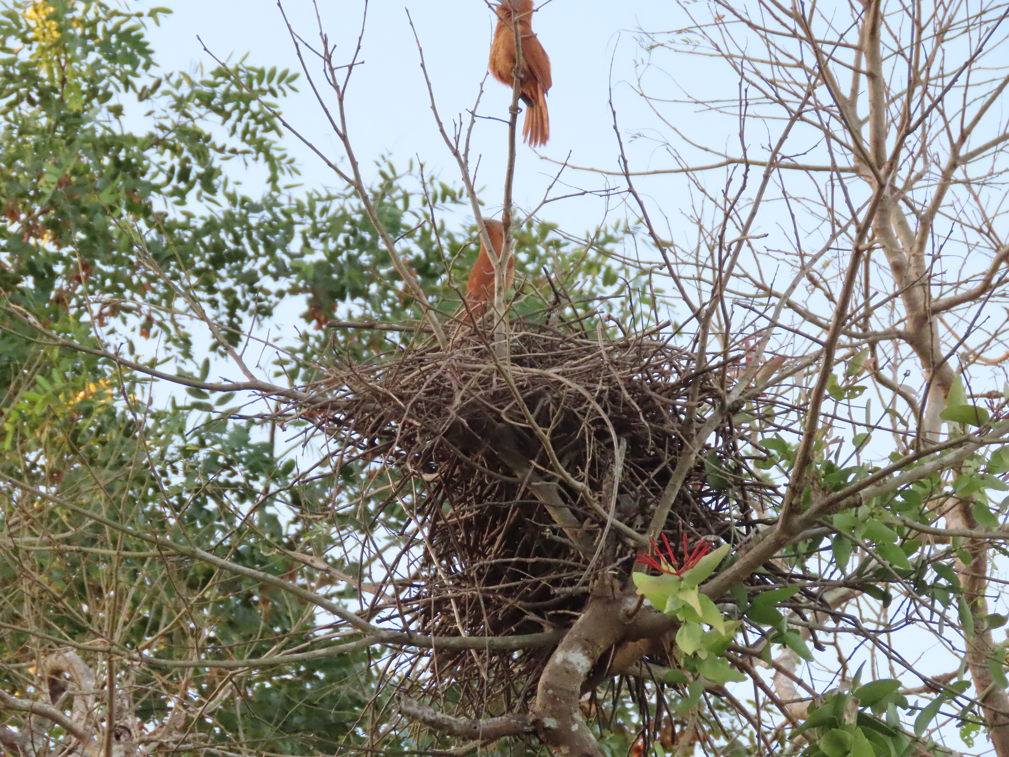 Grey-crested Cacholote (Pseudoseisura unirufa), photo 9