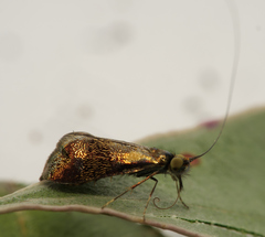 Nemophora topazias
