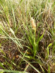 Carex microdonta