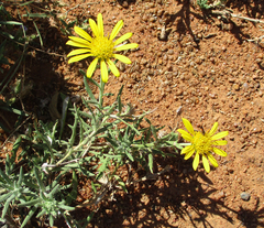 Hirpicium