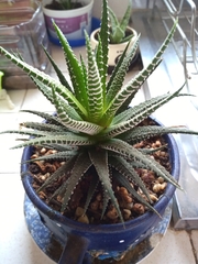 Haworthiopsis fasciata