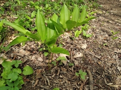 Polygonatum latifolium
