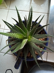 Haworthiopsis fasciata