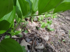 Polygonatum latifolium