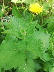 Urtica dioica