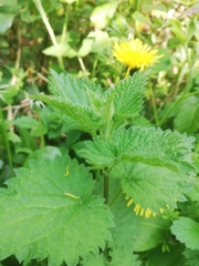 Urtica dioica