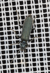 Ischnomera cinerascens