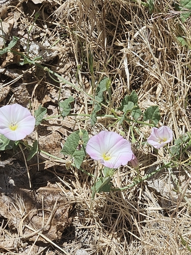 field bindweed