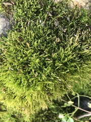 Bryophyta