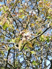 Amelanchier × lamarckii