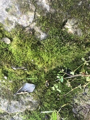 Bryophyta