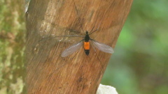 Tipula holoserica