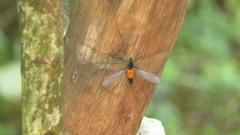 Tipula holoserica