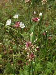 Allium canadense canadense