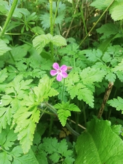 Geranium robertianum
