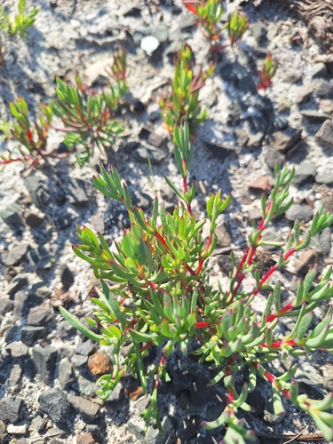 Lampranthus emarginatus