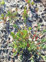 Lampranthus emarginatus