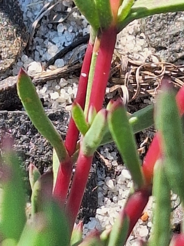 Lampranthus emarginatus, photograph 2