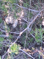 Asparagus lignosus